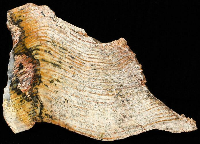 Strelley Pool Stromatolite - Billion Years Old #62749
